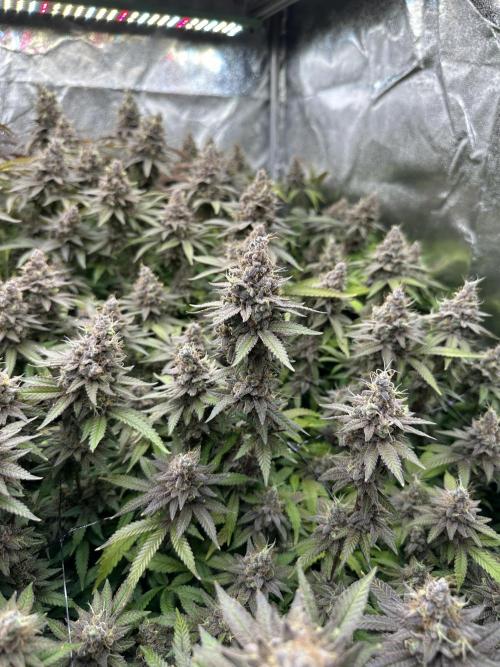 Don Carlos 3rd run 1X1. Week 9