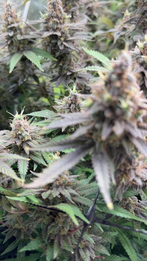 Don Carlos 3rd run 1X1