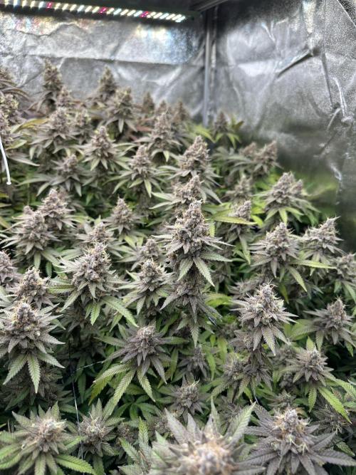 Don Carlos 3rd run 1X1. Week 9