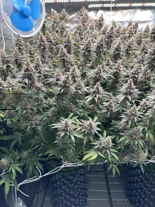 Don Carlos 3rd run 1X1. Week 9