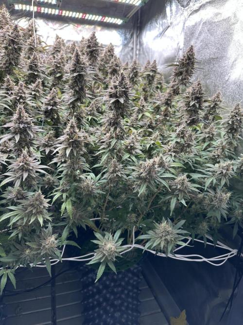 Don Carlos 3rd run 1X1. Week 9