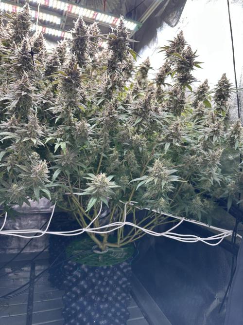 Don Carlos 3rd run 1X1. Week 9