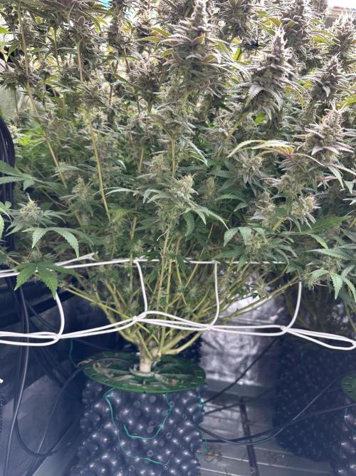 Don Carlos 3rd run 1X1. Week 9