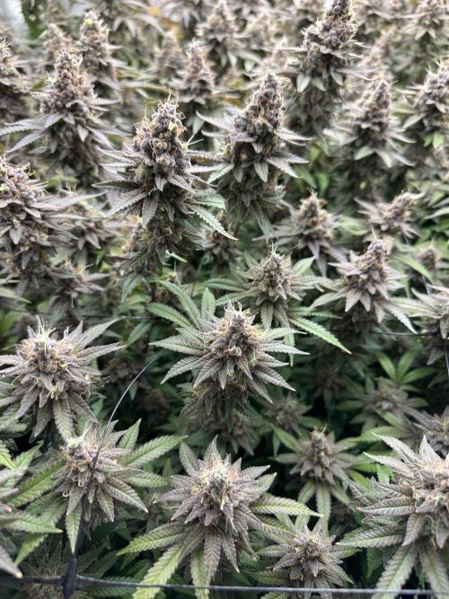 Don Carlos 3rd run 1X1. Week 9