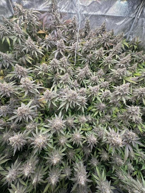 Don Carlos 3rd run 1X1. Week 9