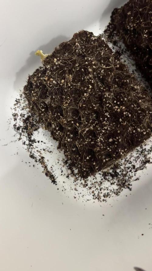 Don Carlos 3rd run 1X1