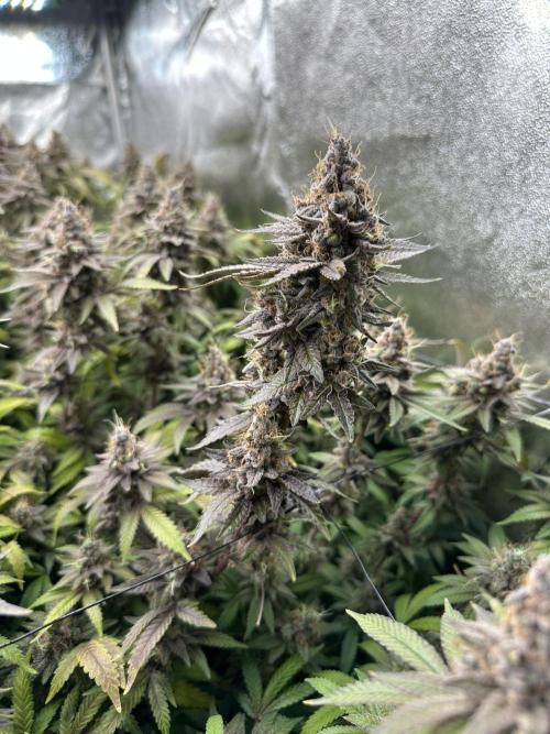 Don Carlos 3rd run 1X1. Week 10