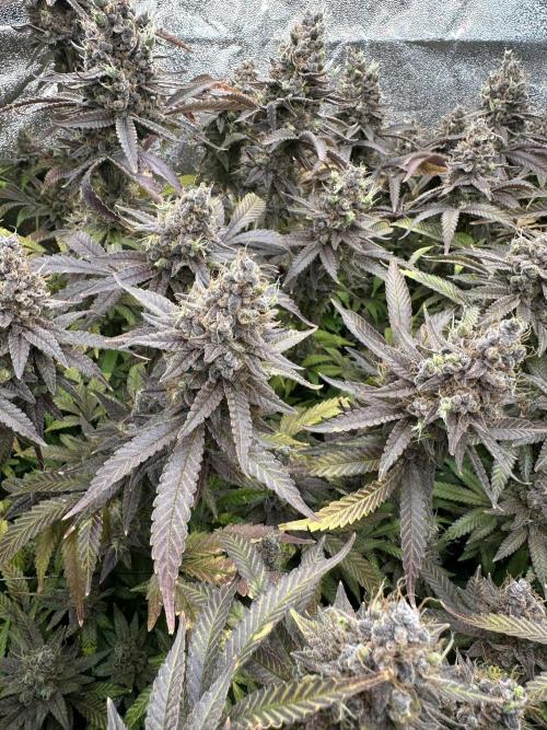 Don Carlos 3rd run 1X1. Week 10