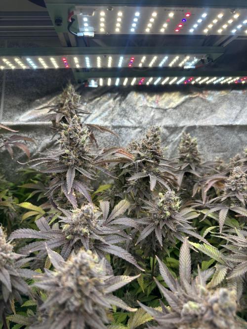 Don Carlos 3rd run 1X1. Week 10