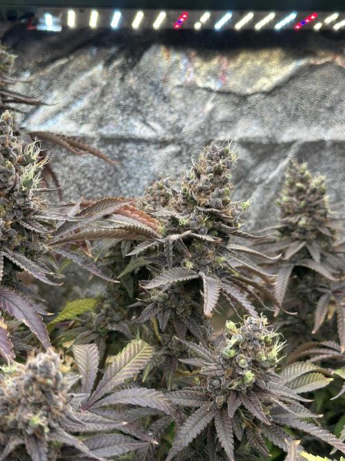 Don Carlos 3rd run 1X1. Week 10