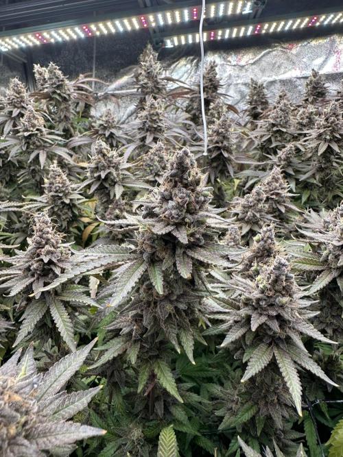 Don Carlos 3rd run 1X1. Week 10