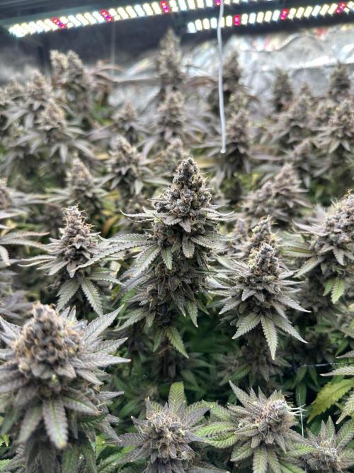 Don Carlos 3rd run 1X1. Week 10