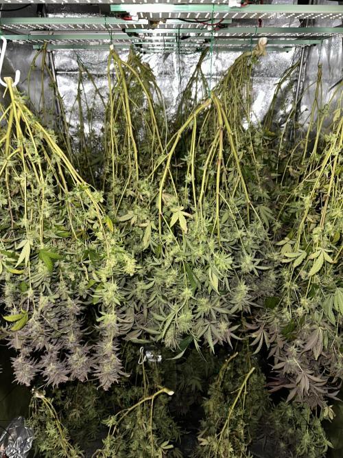 Don Carlos 3rd run 1X1. Week 10