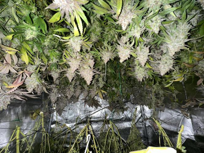 Don Carlos 3rd run 1X1. Week 10