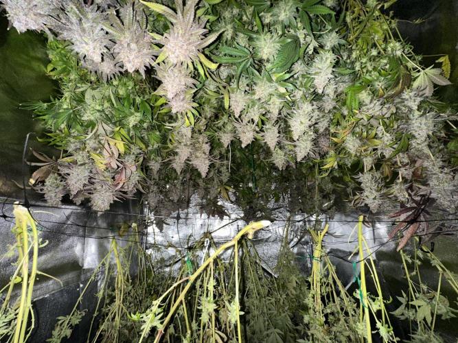 Don Carlos 3rd run 1X1. Week 10