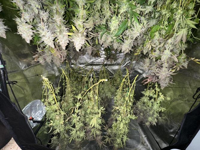 Don Carlos 3rd run 1X1. Week 10