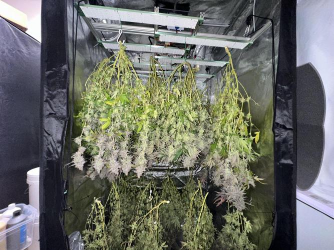 Don Carlos 3rd run 1X1. Week 10