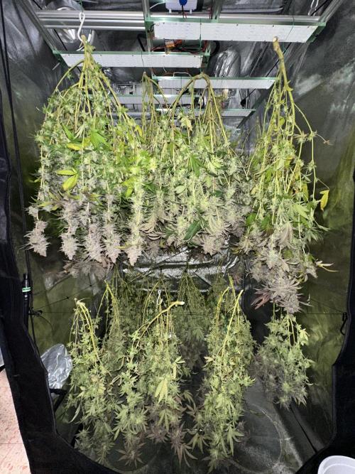 Don Carlos 3rd run 1X1. Week 10