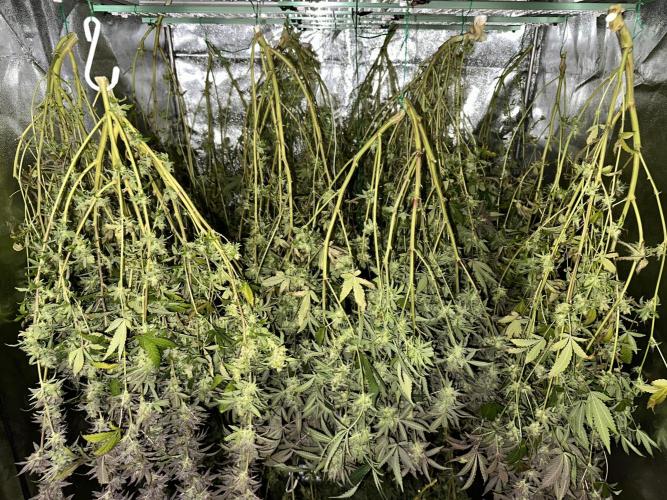 Don Carlos 3rd run 1X1. Week 10