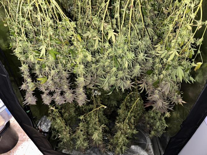 Don Carlos 3rd run 1X1. Week 10