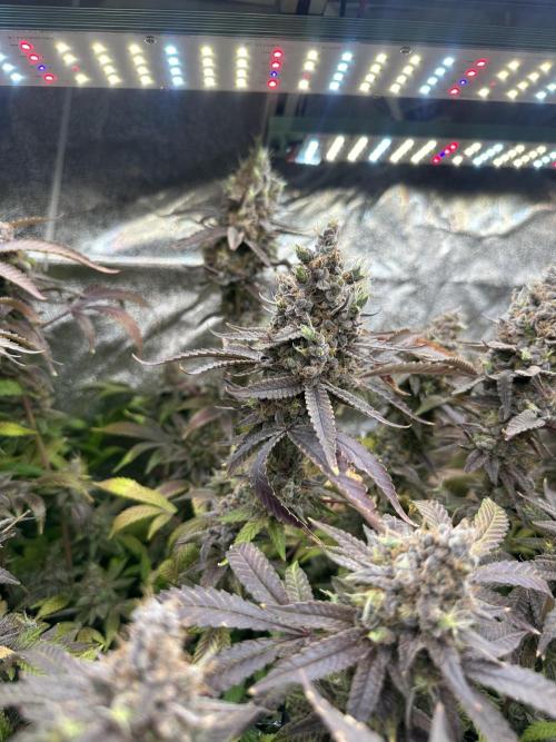 Don Carlos 3rd run 1X1. Week 10