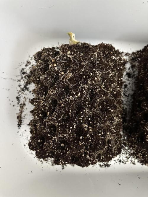 Don Carlos 3rd run 1X1. Week 10