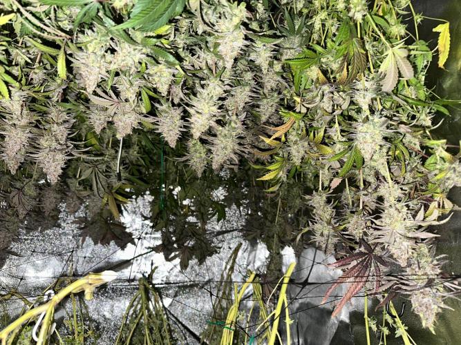 Don Carlos 3rd run 1X1. Week 10