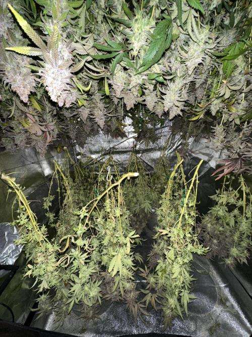 Don Carlos 3rd run 1X1. Week 10