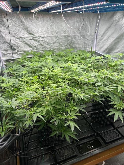 Runtz Muffin 1st Run 1.2x1.2. Week 1