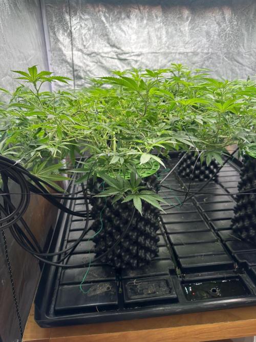 Runtz Muffin 1st Run 1.2x1.2. Week 1