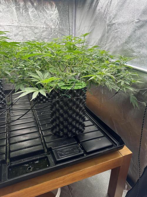 Runtz Muffin 1st Run 1.2x1.2. Week 1