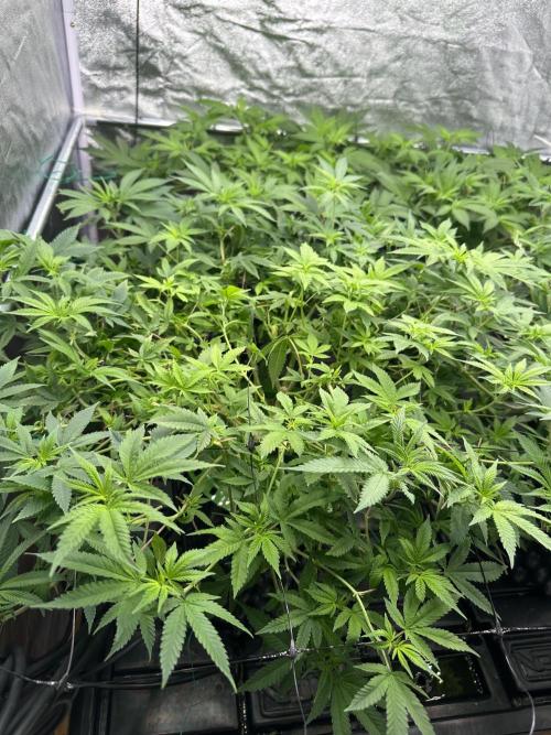 Runtz Muffin 1st Run 1.2x1.2. Week 1