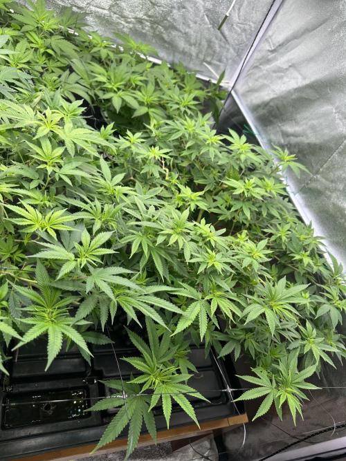 Runtz Muffin 1st Run 1.2x1.2. Week 1