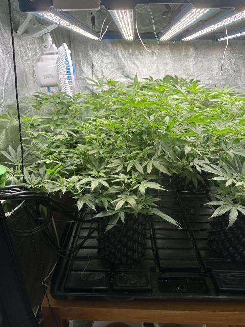 Runtz Muffin 1st Run 1.2x1.2. Week 2