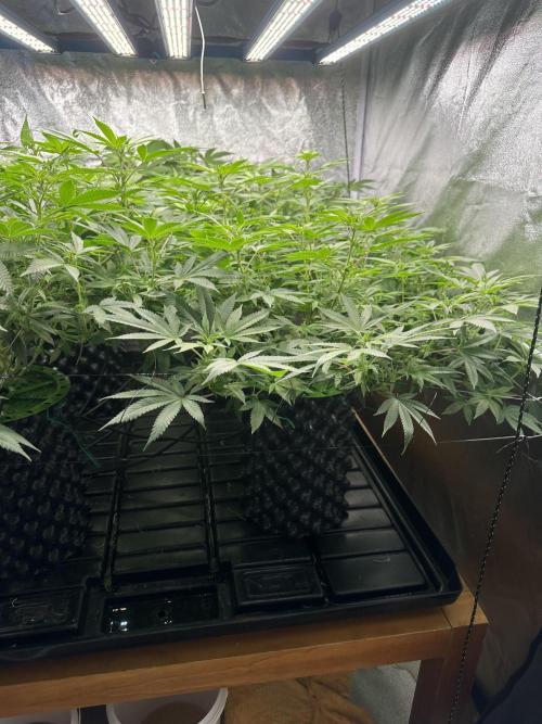 Runtz Muffin 1st Run 1.2x1.2. Week 2