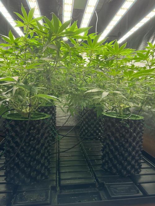 Runtz Muffin 1st Run 1.2x1.2. Week 2