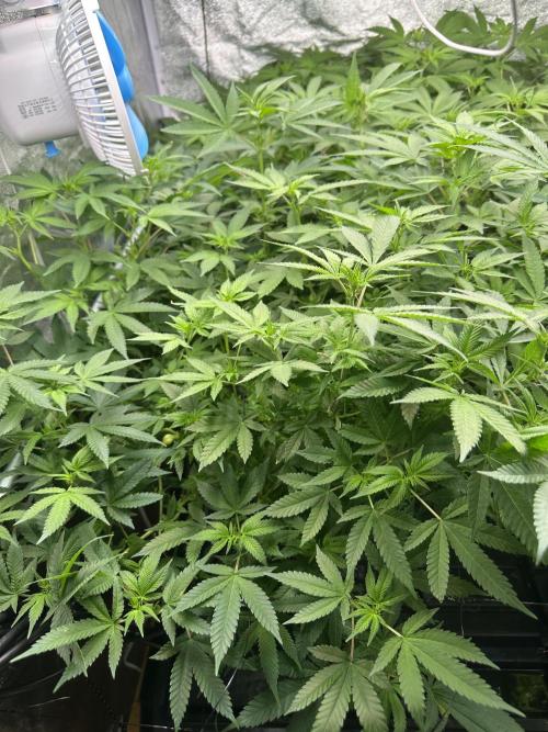 Runtz Muffin 1st Run 1.2x1.2. Week 2