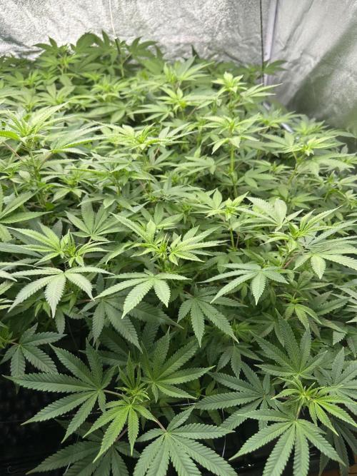 Runtz Muffin 1st Run 1.2x1.2. Week 2