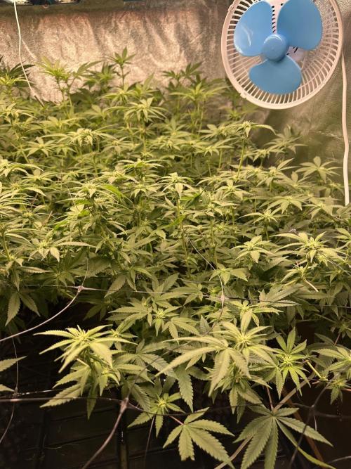 Runtz Muffin 1st Run 1.2x1.2. Week 3