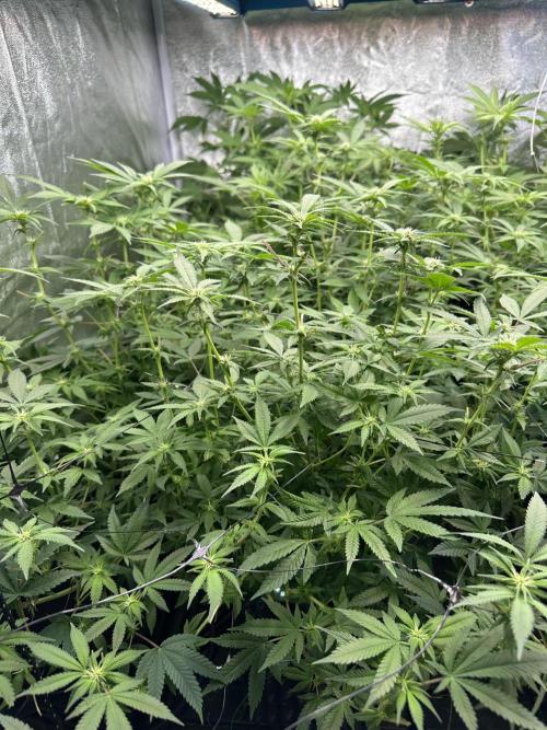 Runtz Muffin 1st Run 1.2x1.2. Week 3