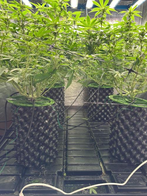 Runtz Muffin 1st Run 1.2x1.2. Week 3