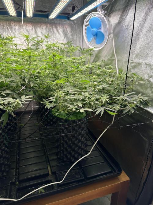 Runtz Muffin 1st Run 1.2x1.2. Week 3