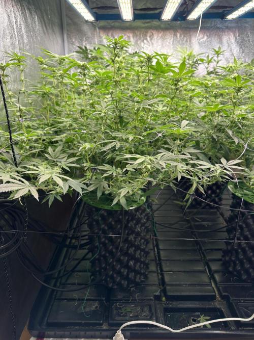 Runtz Muffin 1st Run 1.2x1.2. Week 3