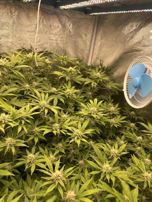 Runtz Muffin 1st Run 1.2x1.2. Week 4