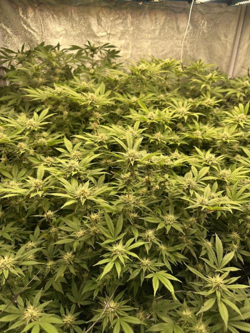 Runtz Muffin 1st Run 1.2x1.2. Week 4