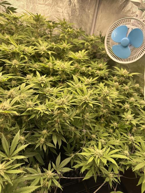 Runtz Muffin 1st Run 1.2x1.2. Week 4