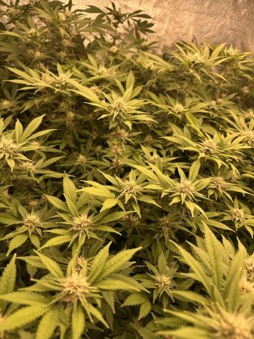 Runtz Muffin 1st Run 1.2x1.2. Week 4