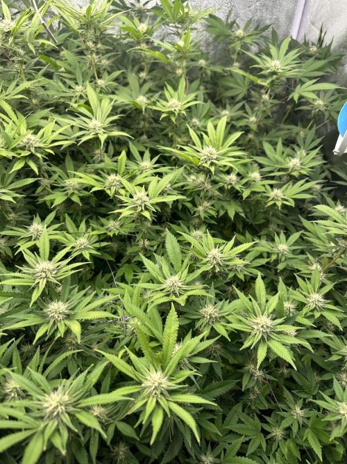 Runtz Muffin 1st Run 1.2x1.2. Week 4