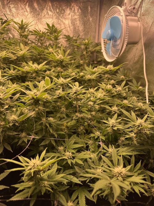 Runtz Muffin 1st Run 1.2x1.2. Week 4