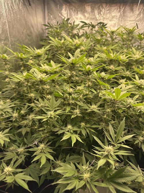 Runtz Muffin 1st Run 1.2x1.2. Week 4